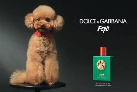 dolce gabbana pet heren|dolce and gabbana dog perfume.